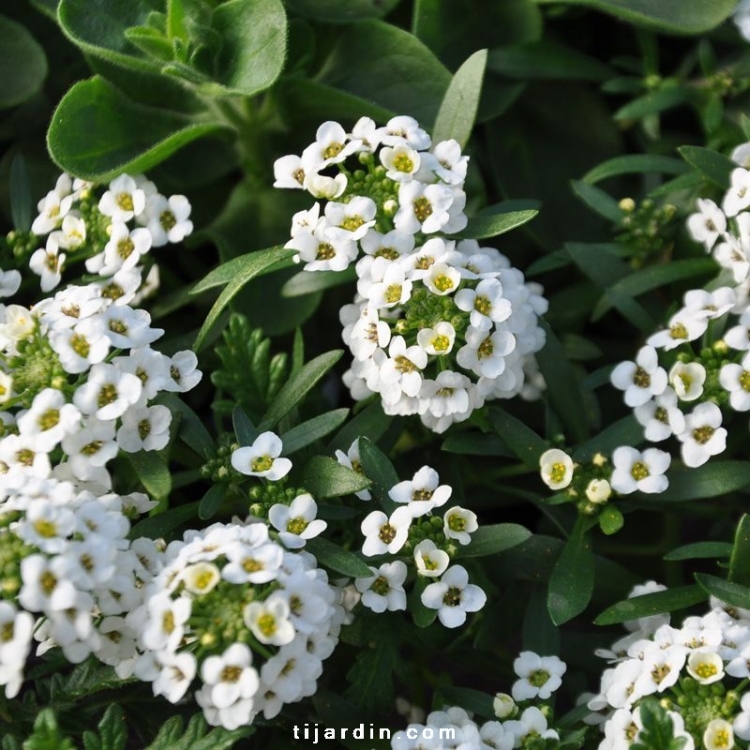 Alysse odorante-lobularia maritima